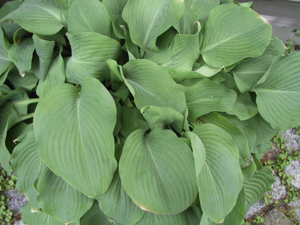 Hosta Hybride Henrieke 03.jpg